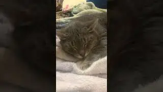 🐆🐱🐱