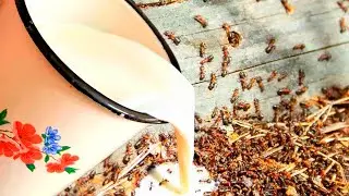 GET RID OF ANTS AND APHIS FOR 1 TIME FOREVER! I'M SHOCKED, THIS METHOD WORKS!