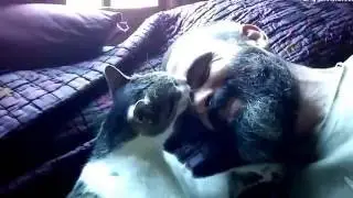 Gato muy cariñoso