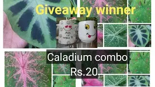 Caladium Combo Sale || Plants for Sale || Green Planet ||