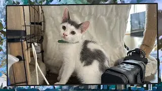 Foster Kitten Livestream (S11, E34) - Sep 6, 2024