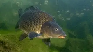 Carp broke