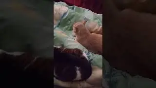 Сенсация века. Бубусики не дерутся