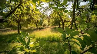 Orchard: A Year in England’s Eden, author Nick Gates