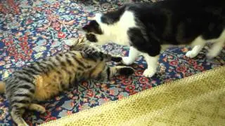 Quentin & Suki playing