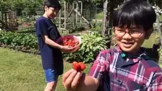 Backyard Organic Strawberry Picking By Aiman & Hizami Part 1 | Grow Your Own and Reap What Your Sow