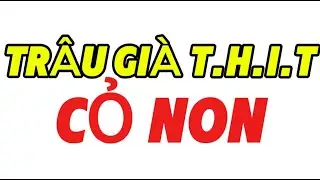 TRÂU GIÀ ĐÒI T.H.Ị.T CỎ NON