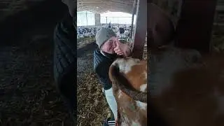 Чистка Коровы