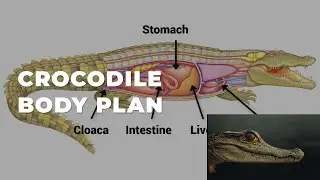 Crocodile Body Plan #biology