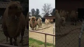 По частицам собираю твой портрет, верблюды в Азербайджане