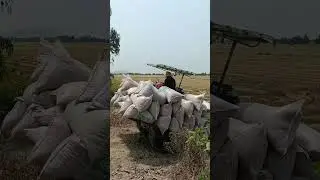 Ruộng lúa miền tây quê ngoại
