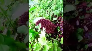 Ёжик играет в прятки.