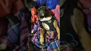 Как храпит французский бульдог