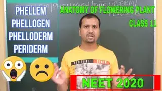 Phellem | Phellogen | Phelloderm | Periderm | Anatomy of Flowering Plants Class 11 | Biology | NEET