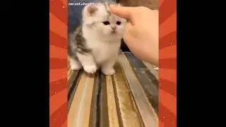 Anak kucing comel💕💕