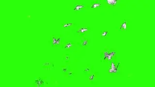 Green Screen : butterfly flying Effect Video