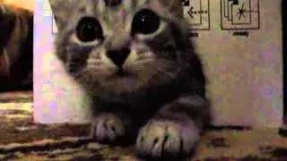 Моя кицюня Мусічка або просто Муська - My kitty Musichka
