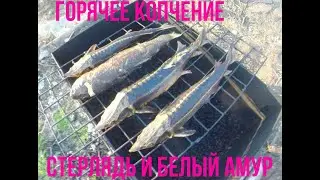 Горячее копчение рыбы. Стерлядь и белый амур. Hot smoking of fish.
