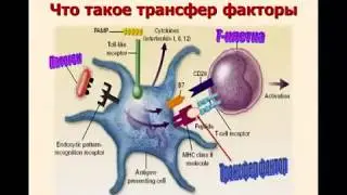 Состав и свойства препарата Трансфер Фактор Плюс