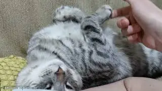 Как же няшно спит Тимоха