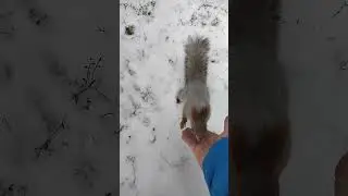 Белки, ëлки.