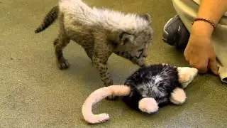 Cheetah Cub Playing in Nursery - Cincinnati Zoo