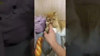 Мурзік Олегович