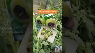Вершинная гниль на томатах 