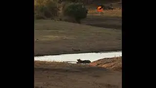 Lioness Captures Wildebeest. 🦁🥩 #wildlife #africansafari #animals #lion #lionsightings