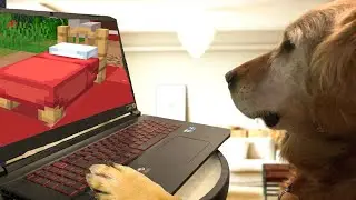 How My Dog Won a Bedwars Game