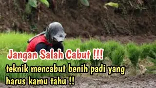 Tutorial mencabut benih padi hemat waktu dan tenaga.