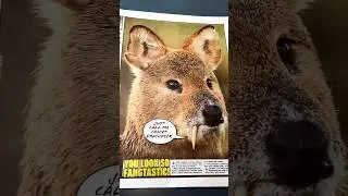 Dailystar byline for vampire deer! #newspaper #newspapers #vampire #reporter #animals #deer