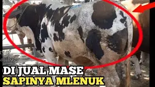 SAPI JUMBO KLATEN PRAMBANAN
