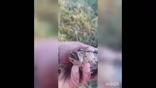 бедана ови 2022