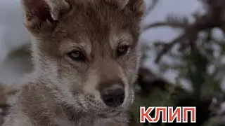 Клип про волков. ,,Против шерсти