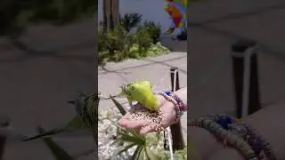 Budgerigars Are Best Friends #budgerigar #budgies #lovelybirds #cuteshorts