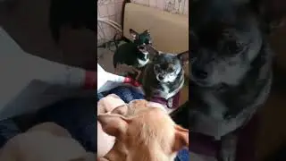 собака говоряка. Рич разговаривает
