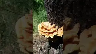 Трутовик сірчано-жовтий