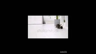 маленькие котятки ♡♡♡