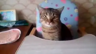 Котёнок МАКС вырос!Привет из Новой семьи!