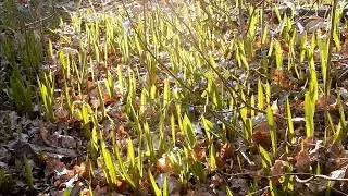 20-го березня у Харків прийшла весна - бджоли, квіти, мурашки.