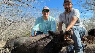 South Texas Hog Doggjn *Graphic*!! #hunting #southtexas #hogdoggin