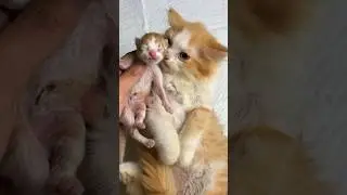 Adek kucing punya dede 😍 