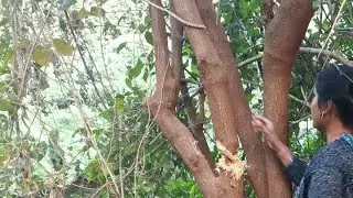 desi girl jungle video
