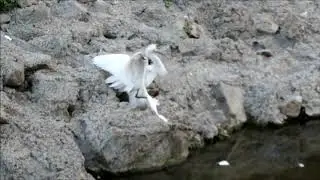 Snowy Egrets Fighting (California)