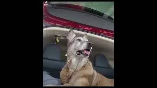 Making memories with my 16yr old Malinois recently diagnosed with cancer. Love is Forever 🐾