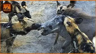 Most Terrifying Wild Dogs Attacks Ever Recorded | Wild Animals