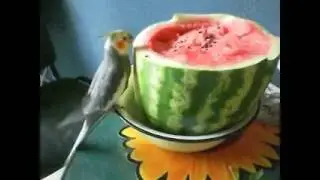 Cockatiel and watermelon. Корелла и арбуз