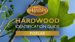 Poplar Hardwood: Uses, Characteristics, and Identification Guide