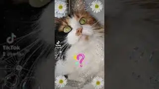 Cat ты что обиделась? 